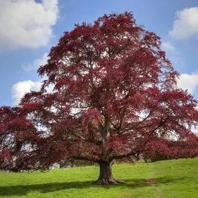 Beech Copper tree (Fagus sylvatica purpurea) Img 1